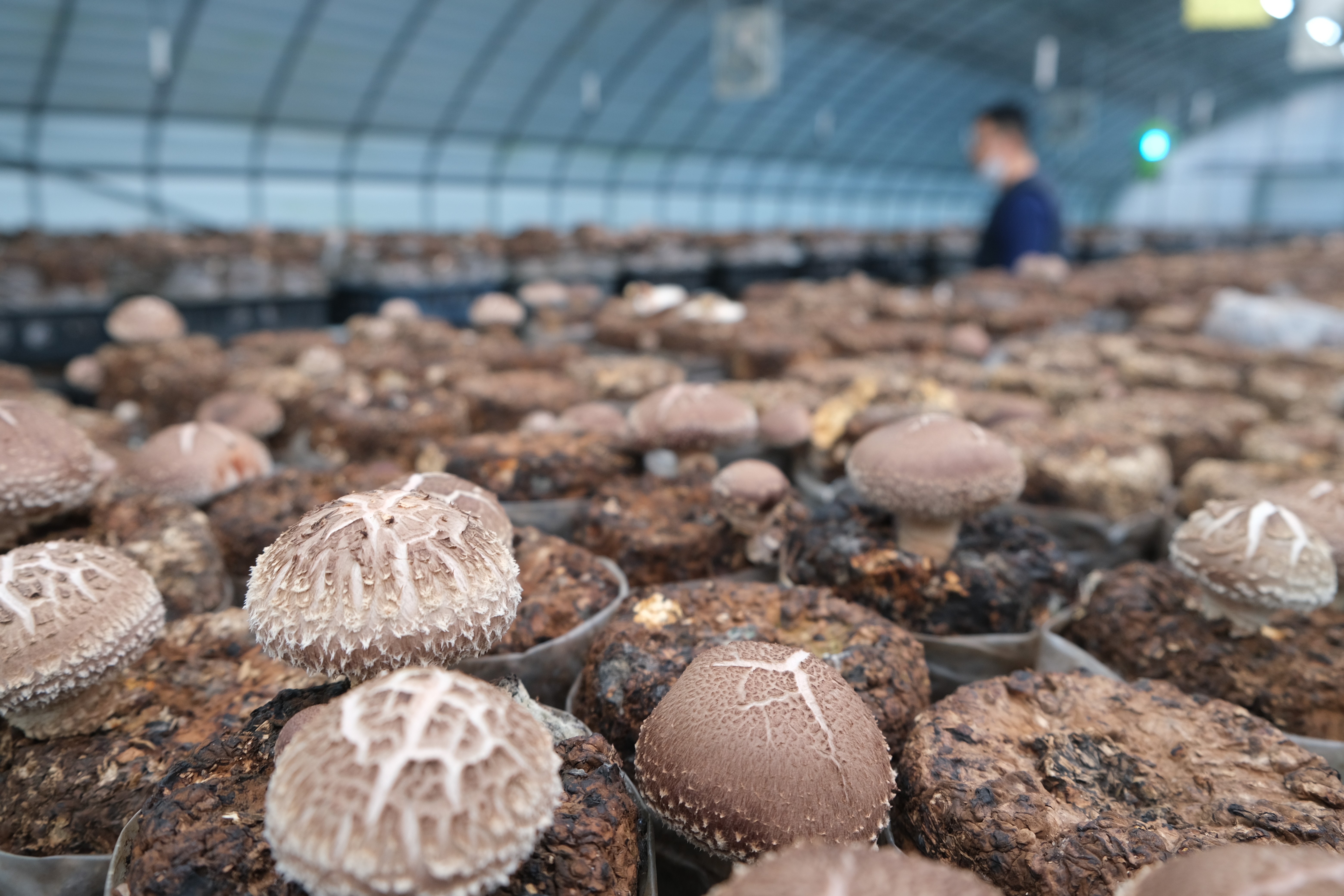 2024년 2월 표고버섯 재배 일정