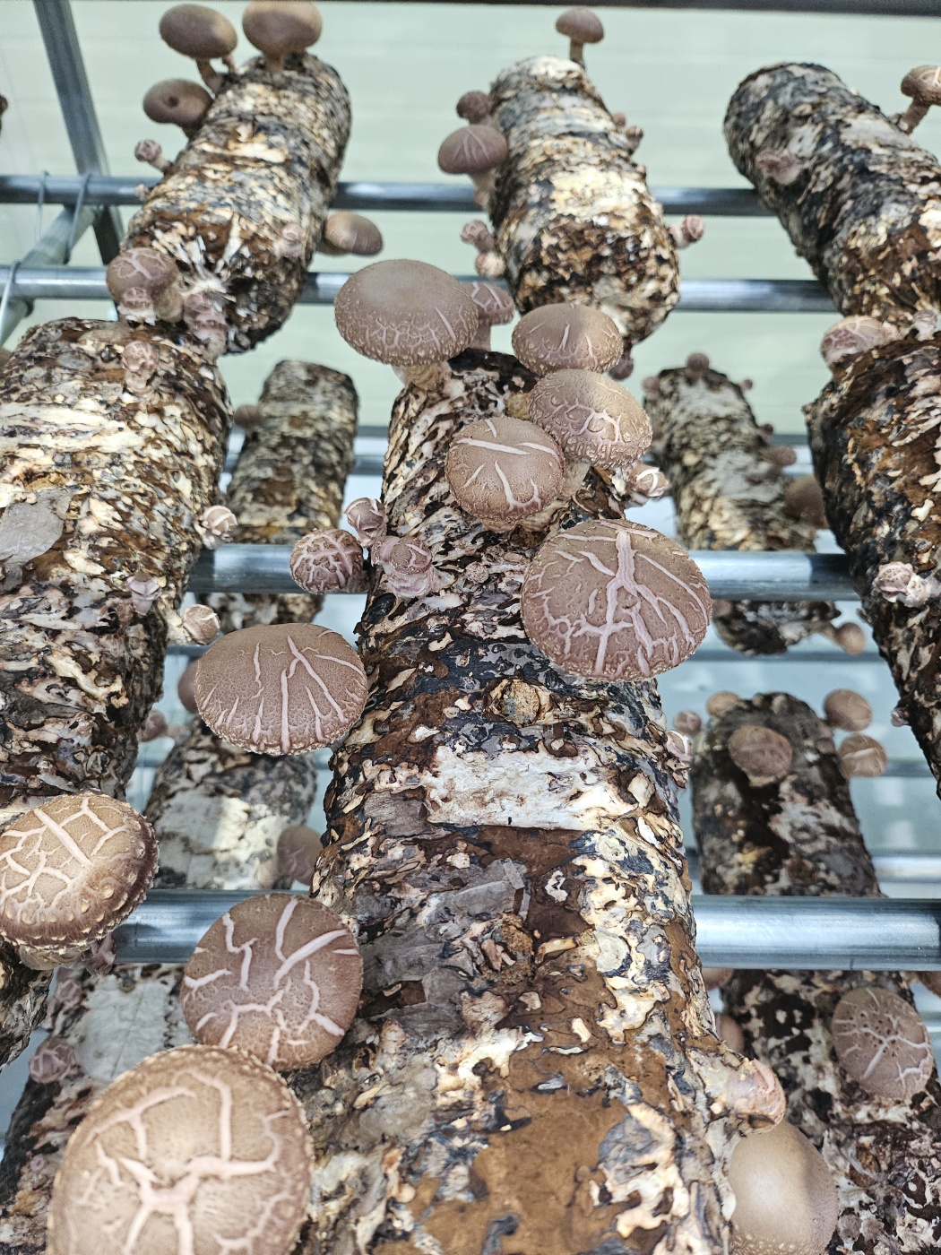 봉형의 첫 표고버섯 발생